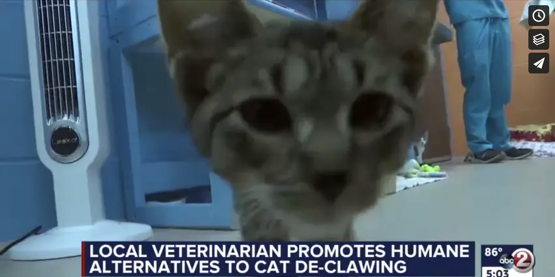 Declaw Alternatives  The Cat's Meow Veterinary Hospital