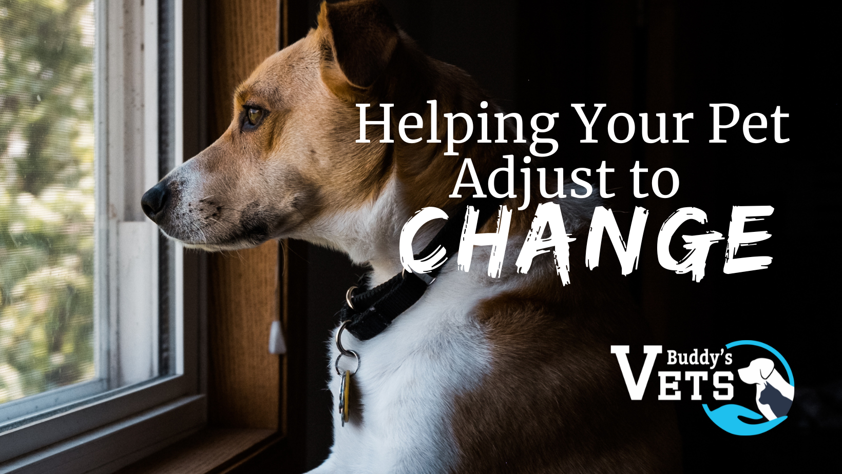 Helping Your Pet Adjust To Change - Buddy's Vets