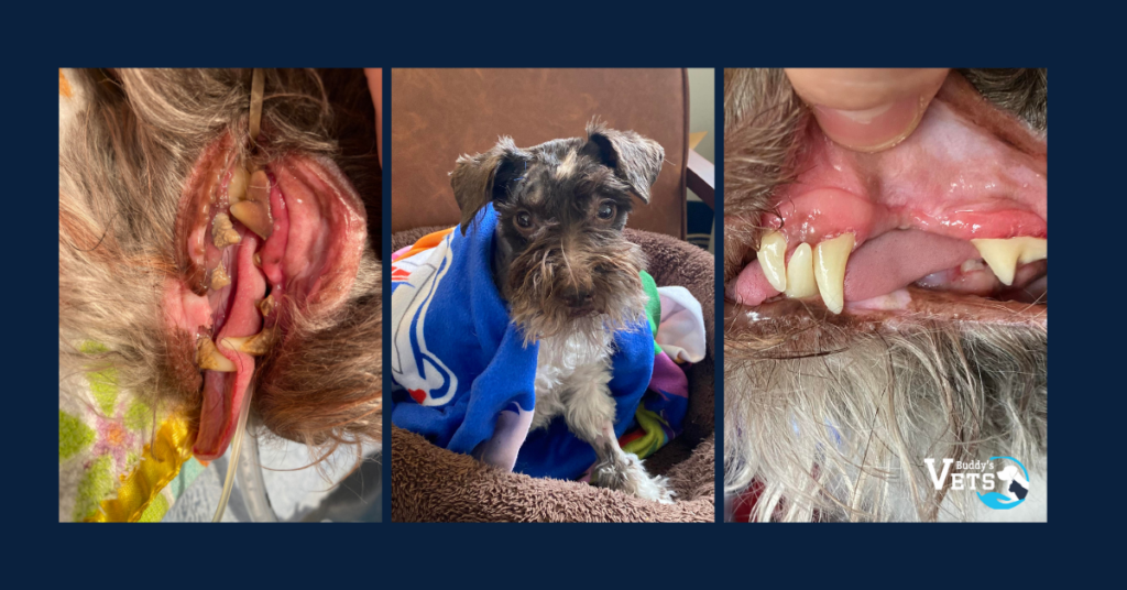 Pet Dentals at Buddy's Vets - see Sophie’s amazing before and after her teeth cleaning. 