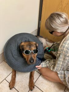 Recovery from TPLO surgery includes laser treatments. 