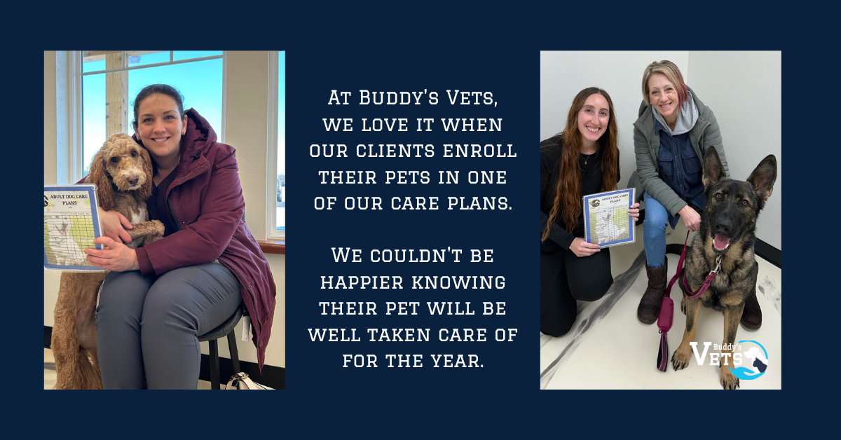premier pet care plan clients at Buddy's Vets