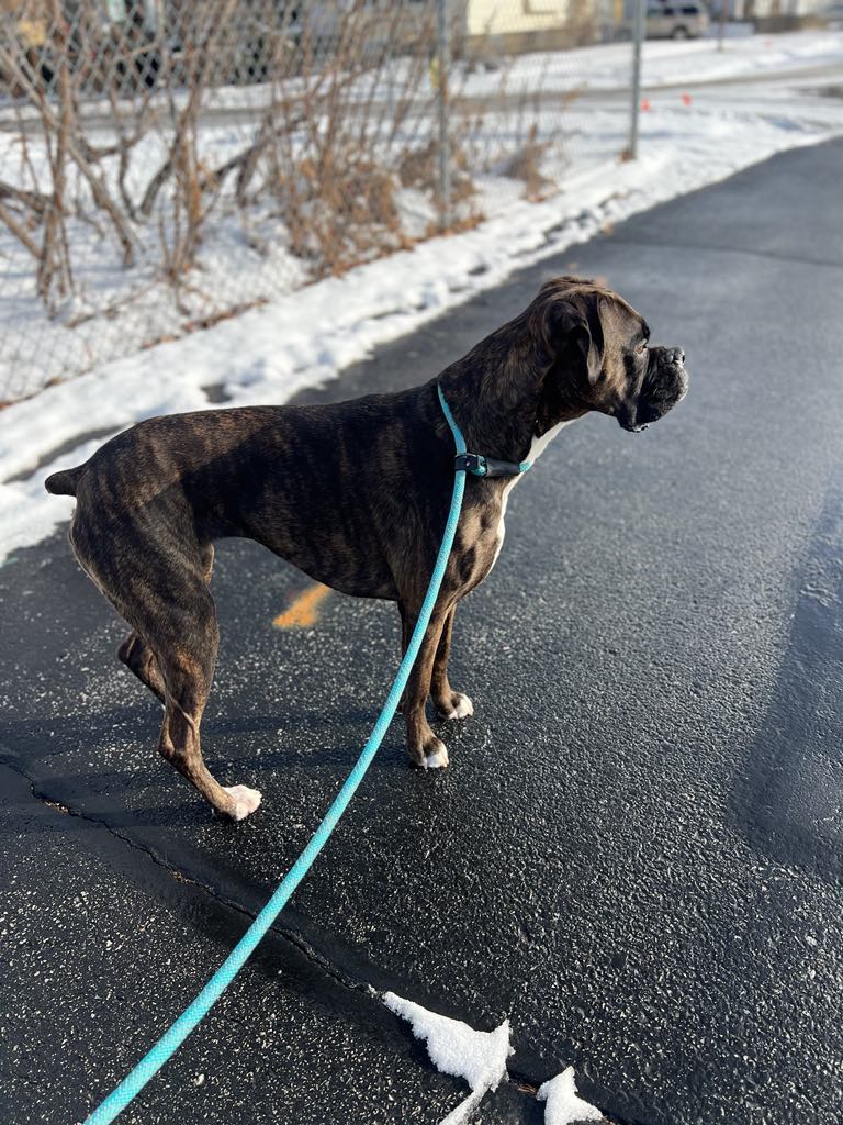 Walking your dog with a collar leash