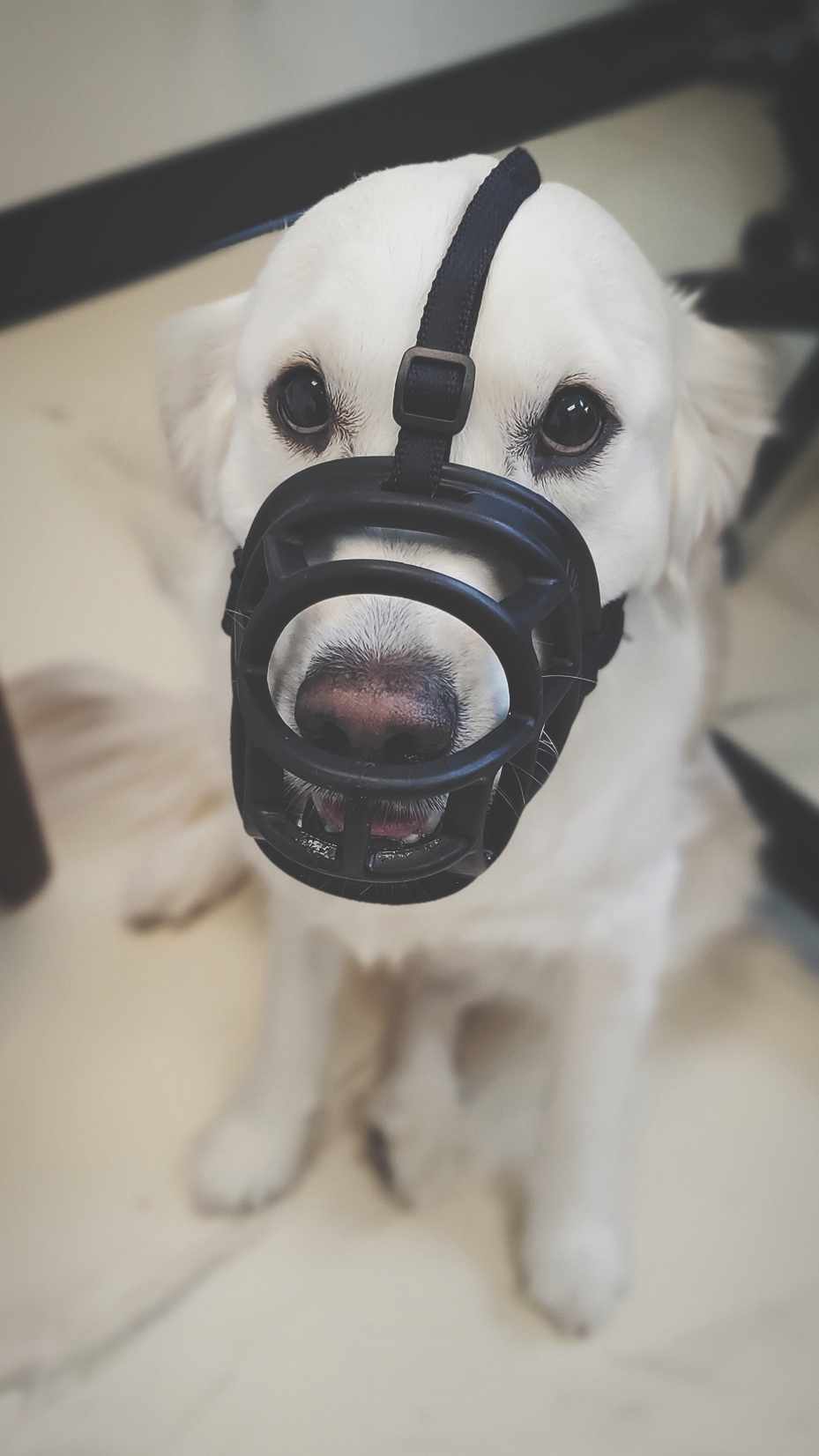 Basket muzzle