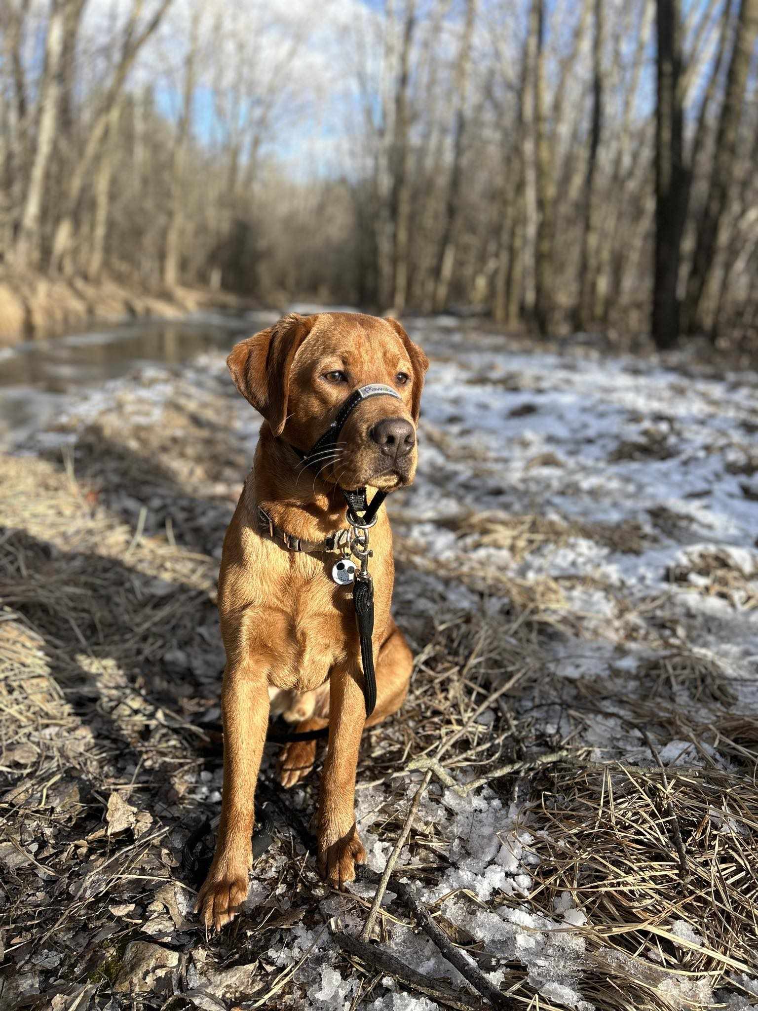 walking your dog with a gentle leader leash