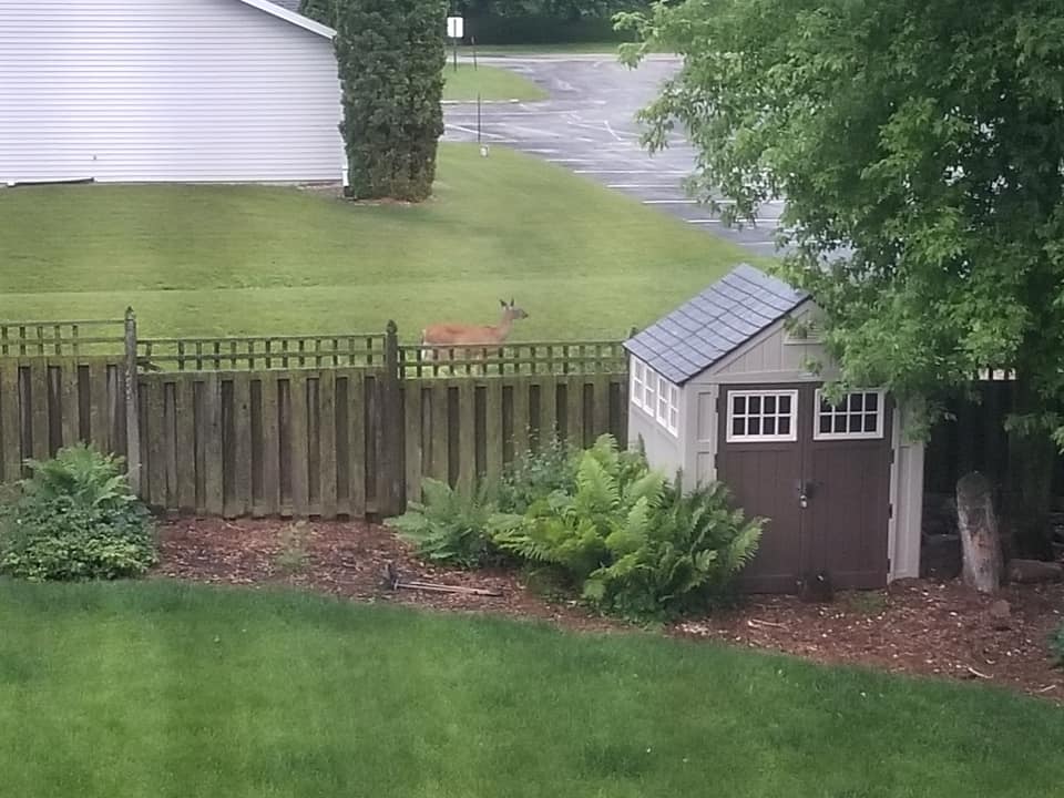 Deer in a backyard, illustrating the presence of ticks, which are main hosts and can bring about Lyme disease in pets.