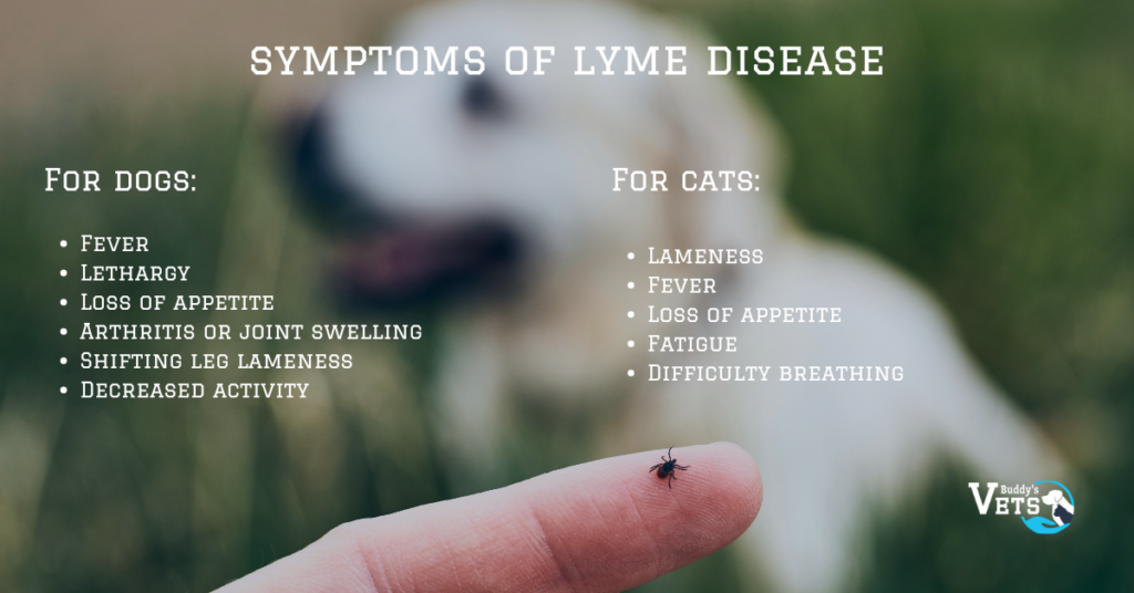 The Battle Against Ticks - Protecting Against Lyme Disease in Pets ...