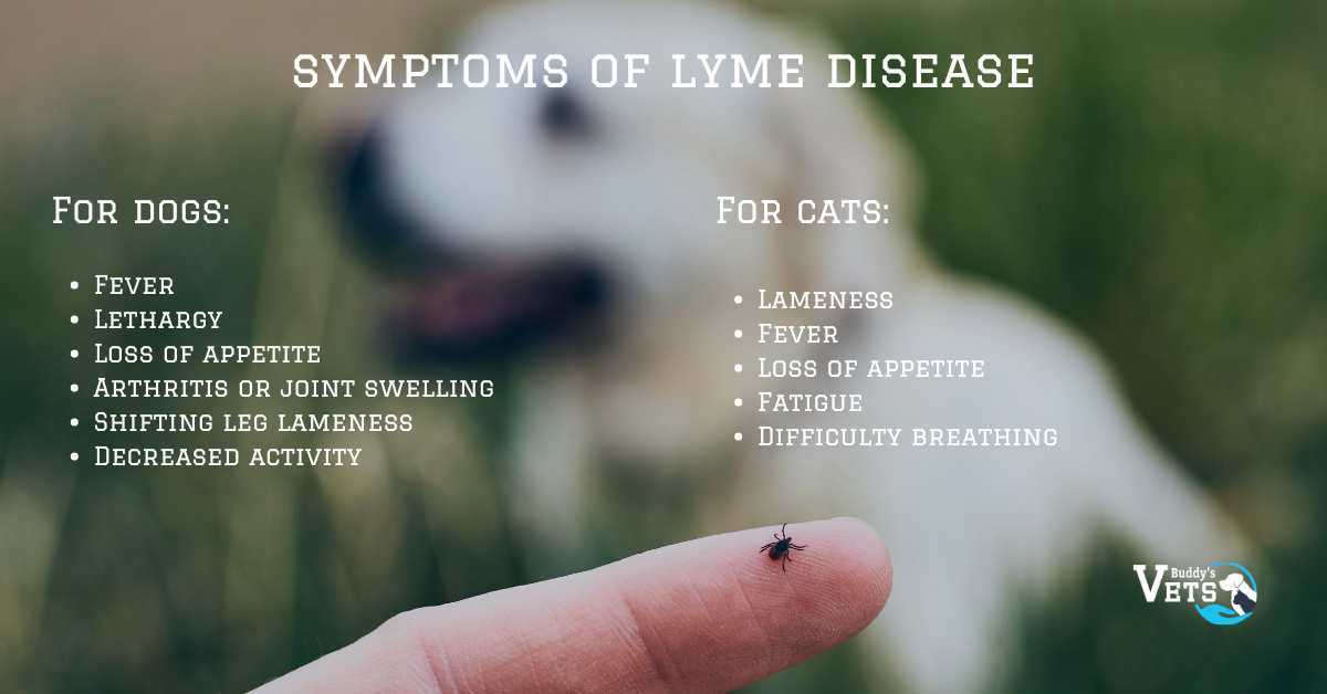 Symptoms of Lyme disease in pets. 