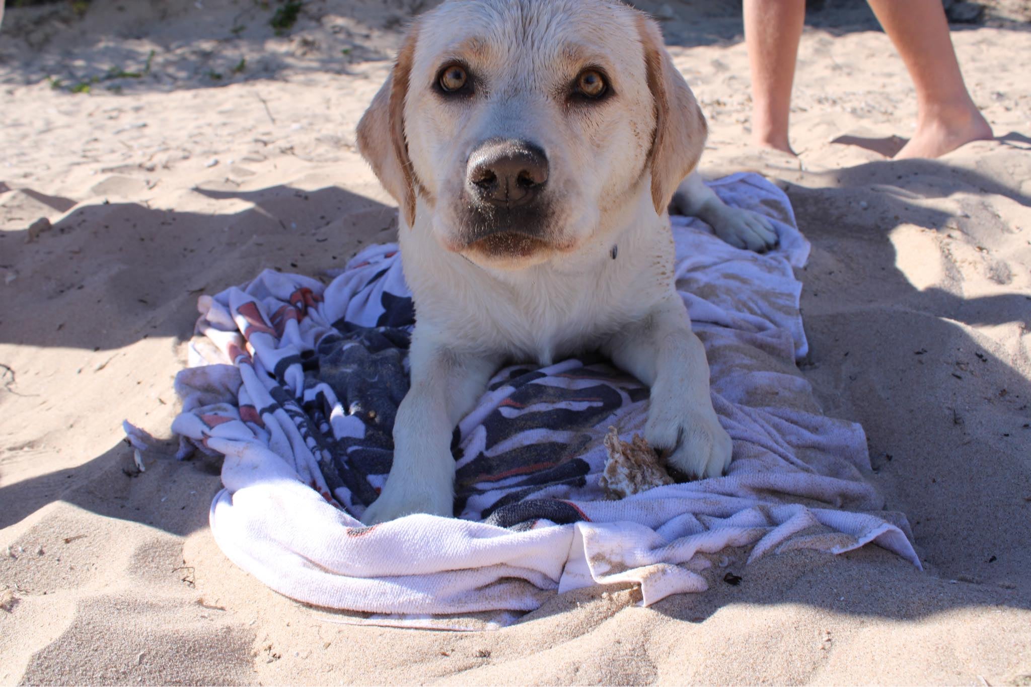 Summer pet safety involves keeping your pet cool in the hot weather