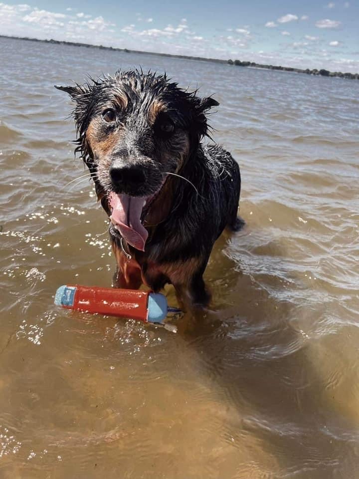 summer pet safety includes water safety for your pets