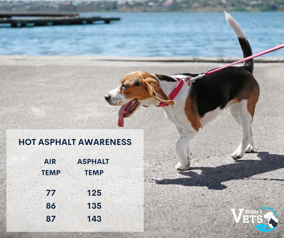 summer pet safety includes knowing about safe exercise for your dog in the heat