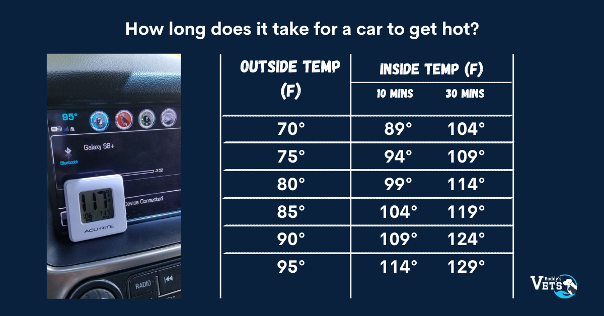 a very important summer pet safety tip is to never leave your pet alone in a hot car