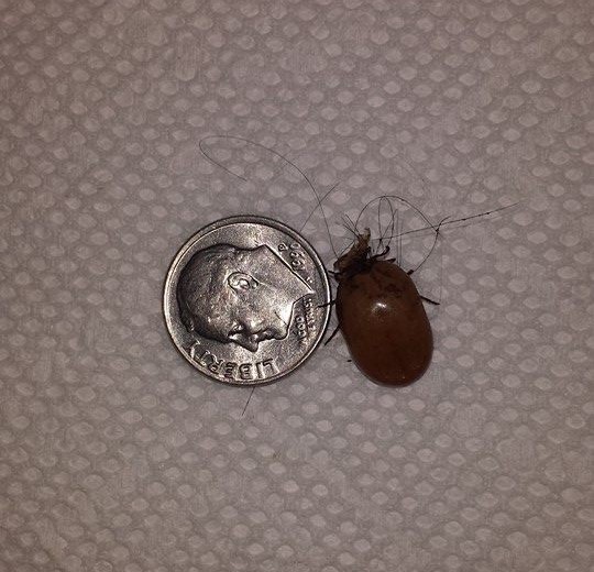 Close-up image of a tick that has been removed, highlighting the importance of checking pets for ticks to prevent Lyme disease in pets.