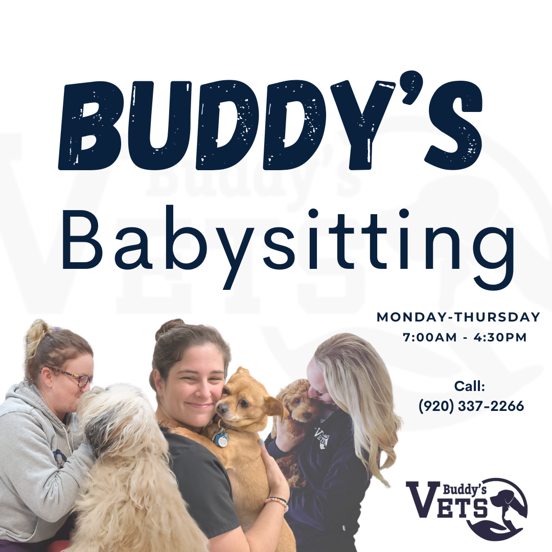 take advantage of Buddy's Vets Buddy's Babysitting to help with back to school and pets