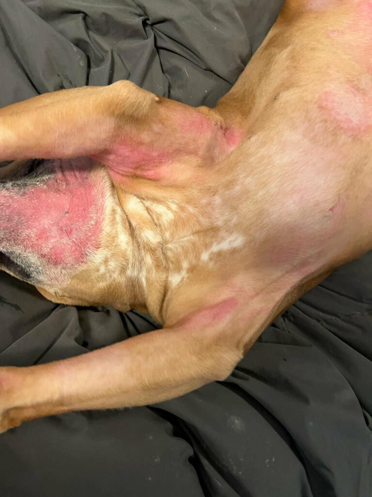 allergies in dogs can cause skin reactions 