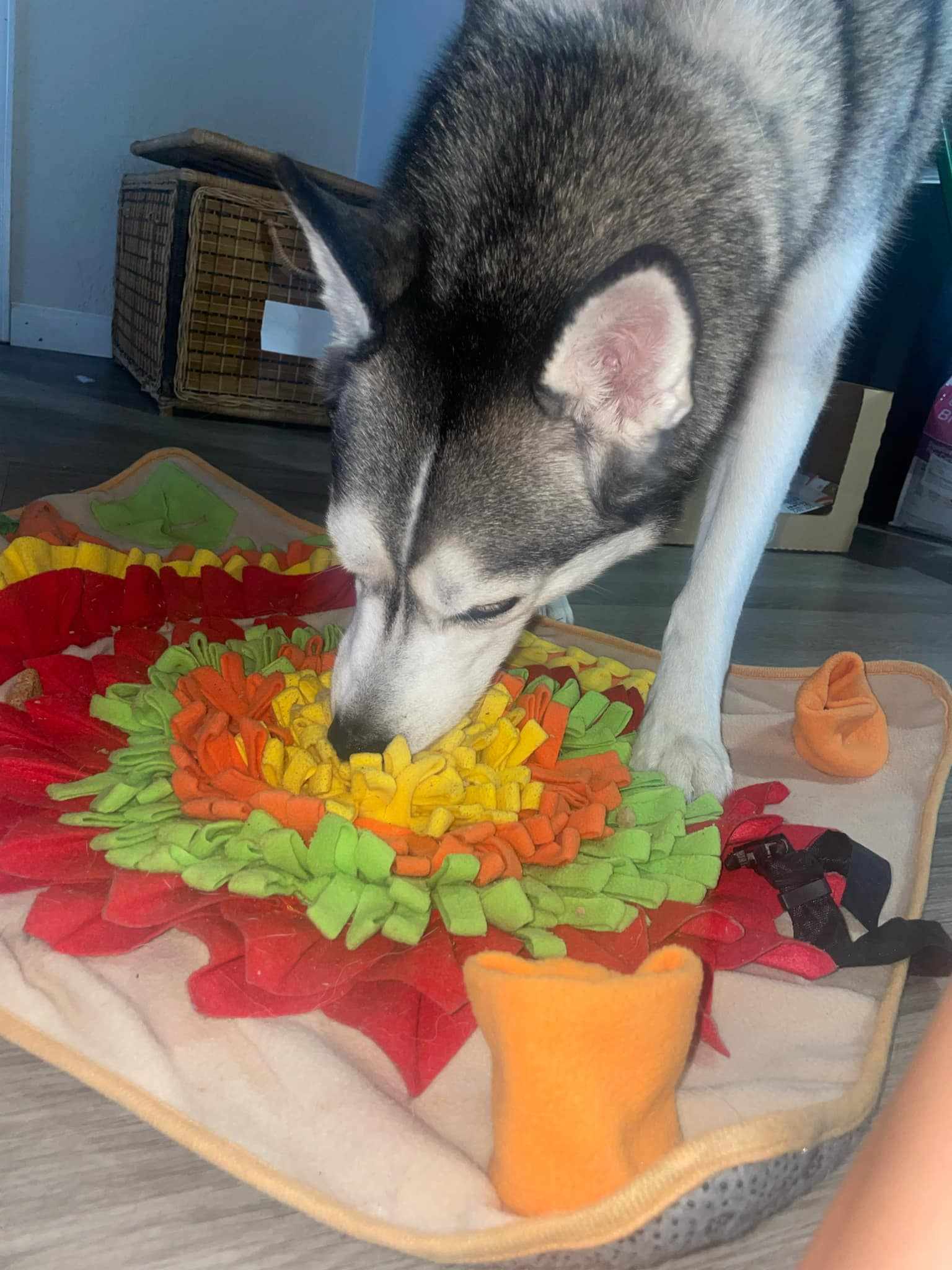 Snuffle mats are great distraction with back to school and pets