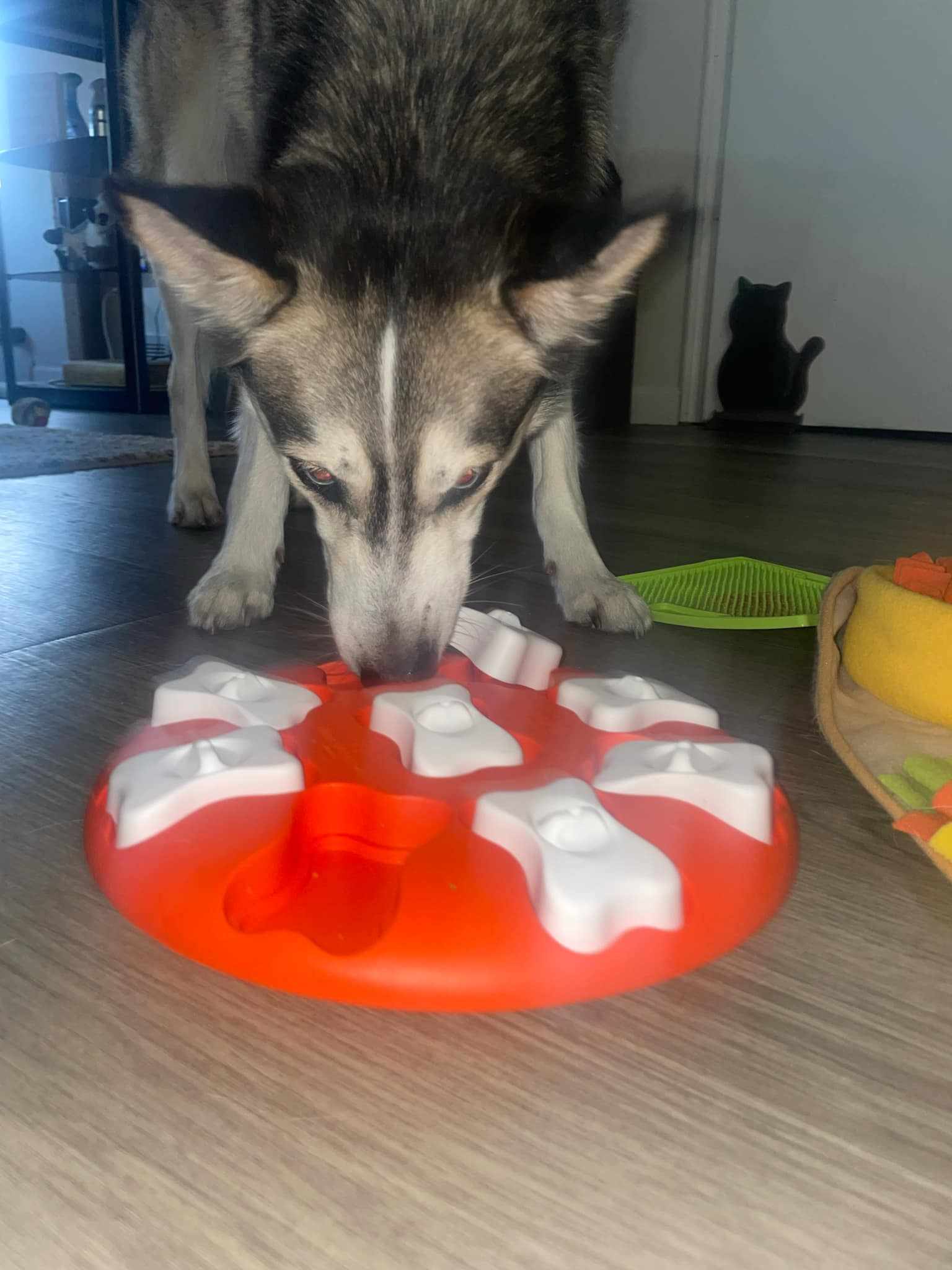 Toy treat puzzles are great distraction with back to school and pets