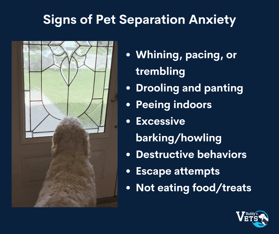 Back to school and pets can show signs of pet separation anxiety 