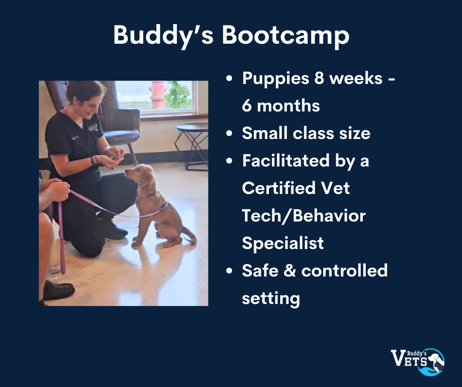 Buddy's Bootcamp can help with puppy obedience training