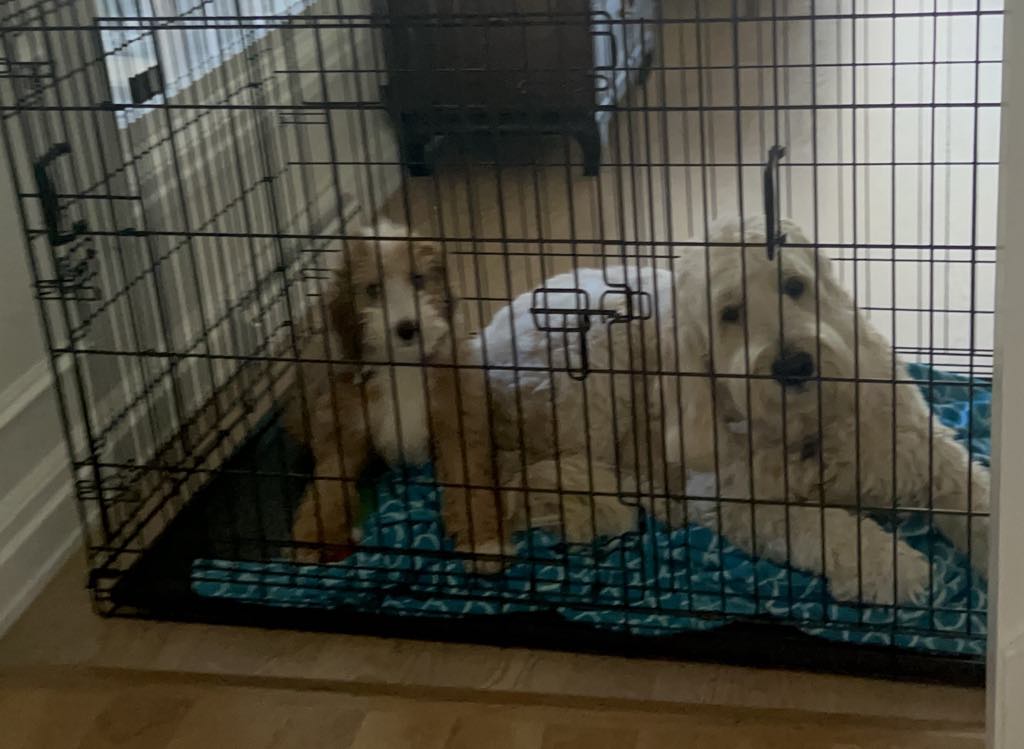 Puppy obedience training includes crate training