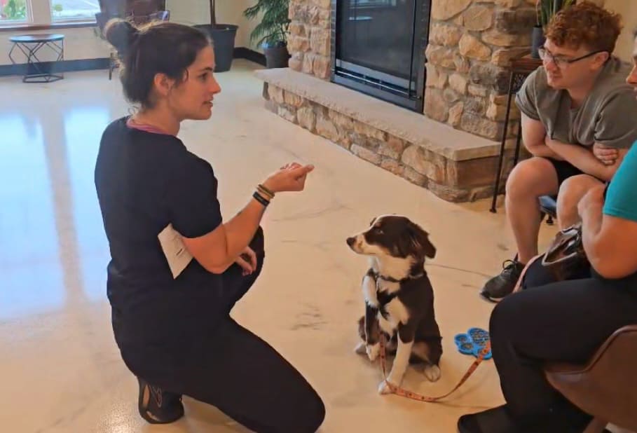 puppy obedience training includes teaching basic commands