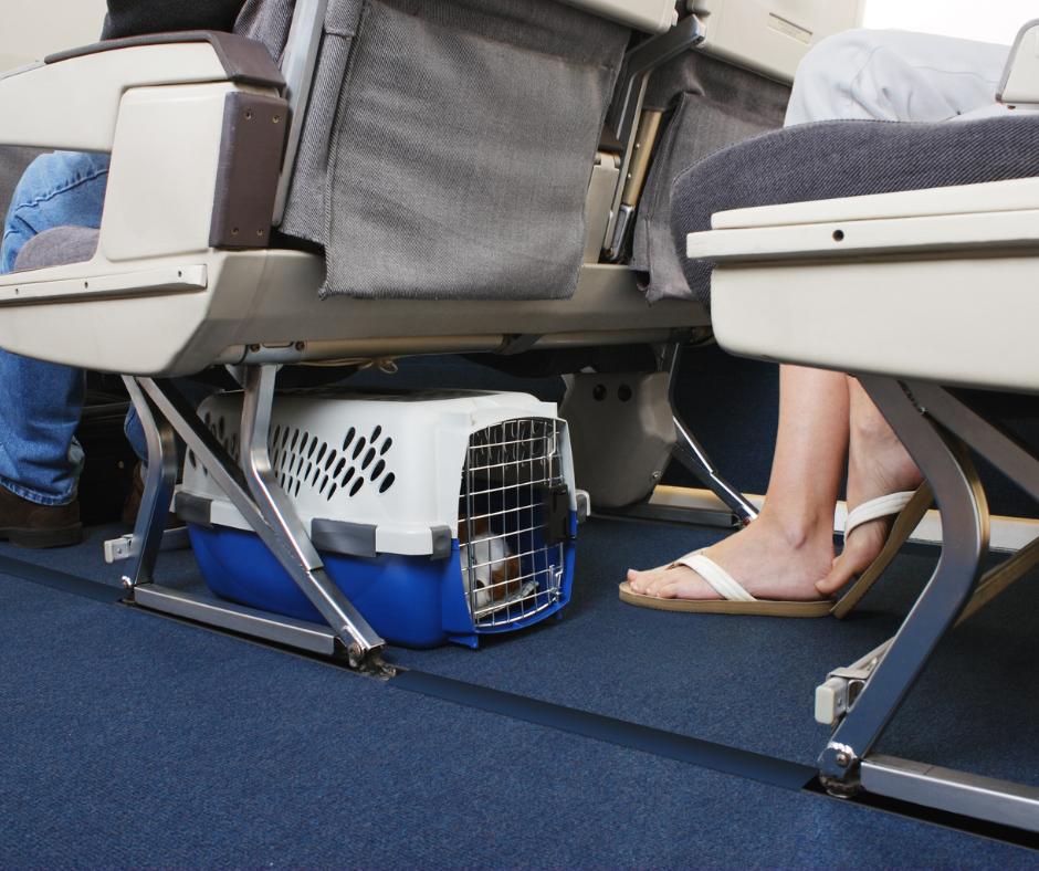 how to travel with pets by plane