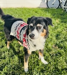 A happy dog wearing a cozy Christmas sweater, perfect for winter walks and festive celebrations—one of the best gifts for dogs this holiday season.