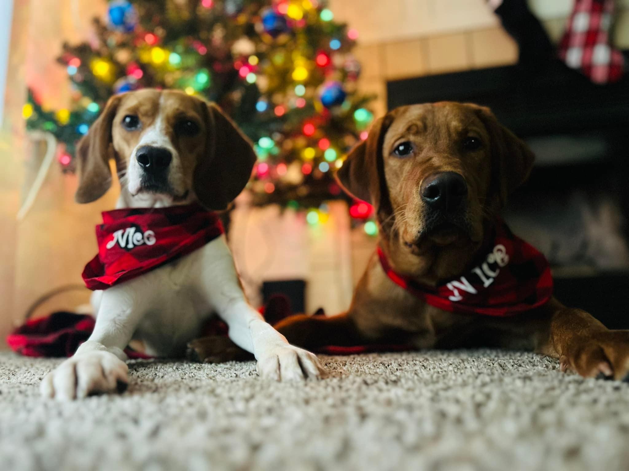 Don't forget winter pet safety also includes keeping your pets safe around holiday hazards.