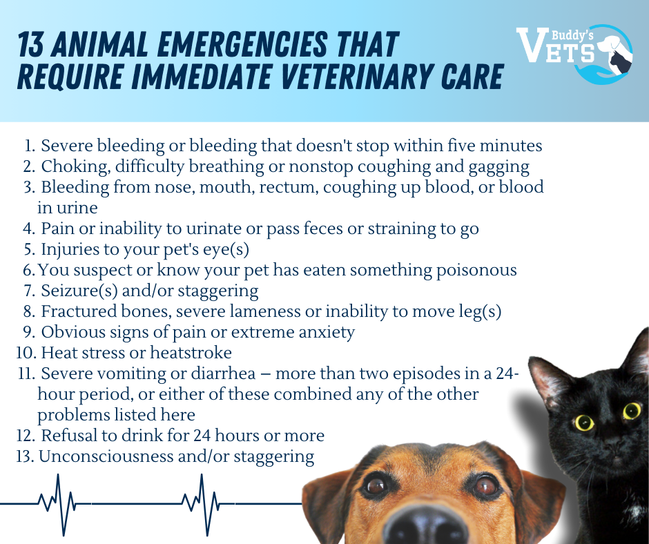 Responsible pet ownership includes knowing what actually constitutes an emergency. 