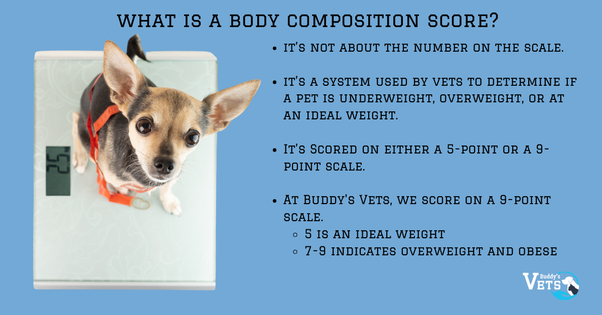 Pet obesity is best understood from what's called a body composition score.