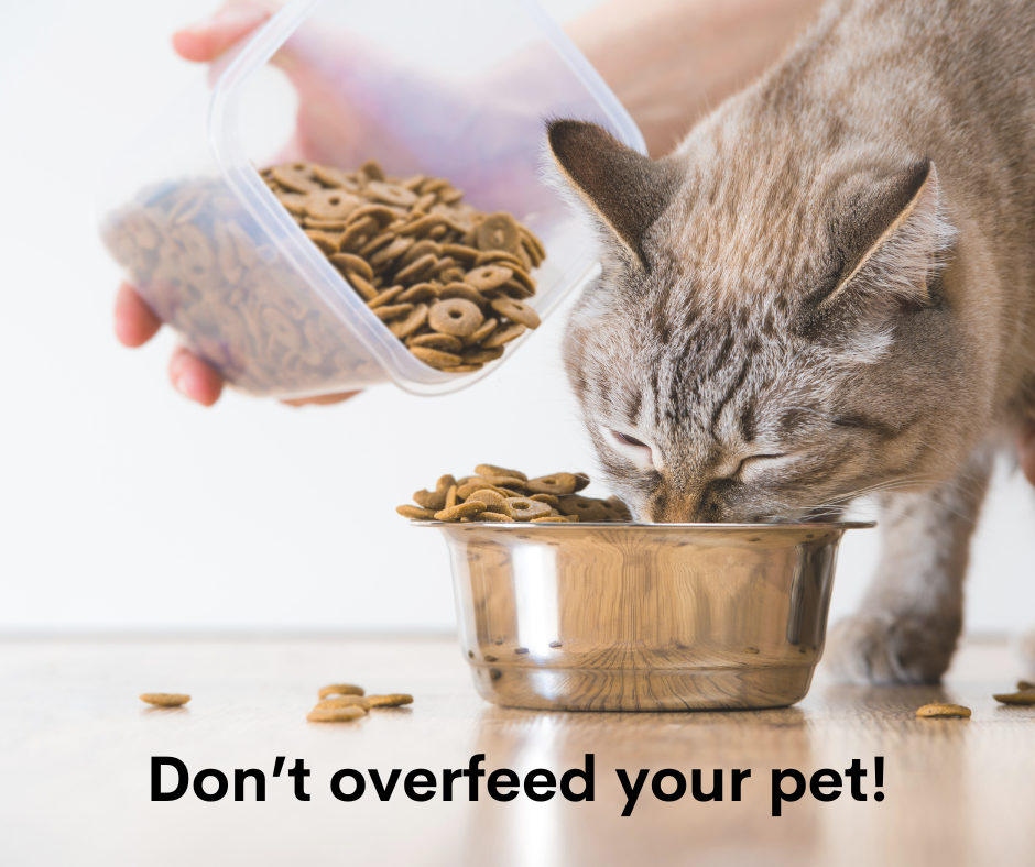 overfeeding your pet can lead to pet obesity 