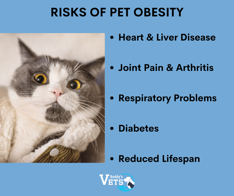 There are many health risks associated with pet obesity. 